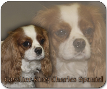 Mousepad Cavalier King Charles Spaniel #4